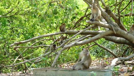 group of wild monkey eating peanut at mangrove trees