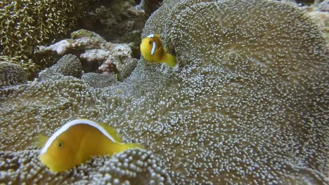 raro pez anémona de capó blanco con un pez anémona mofeta