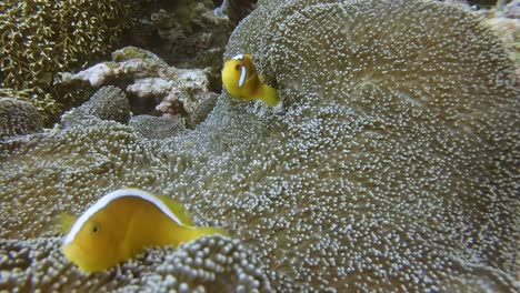 rare white bonnet anemone fish with a skunk anemone fish