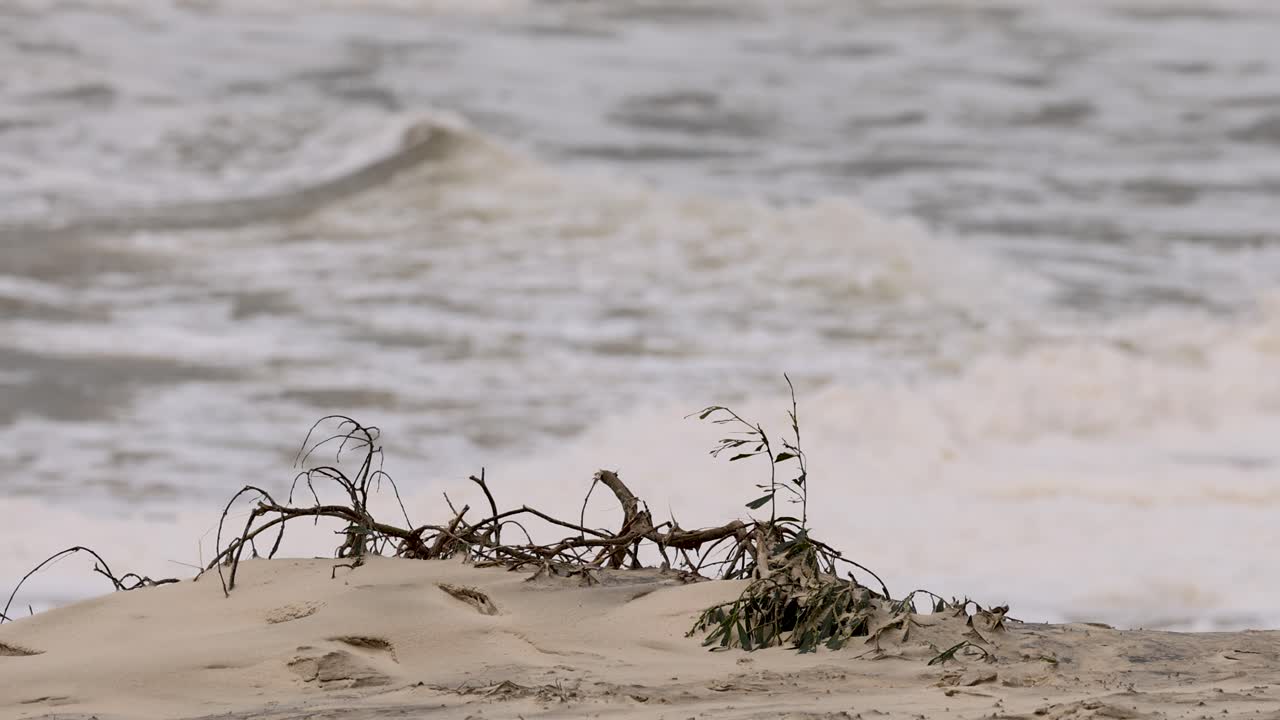 사이클론 동안의 침식과 해양 의 역학
