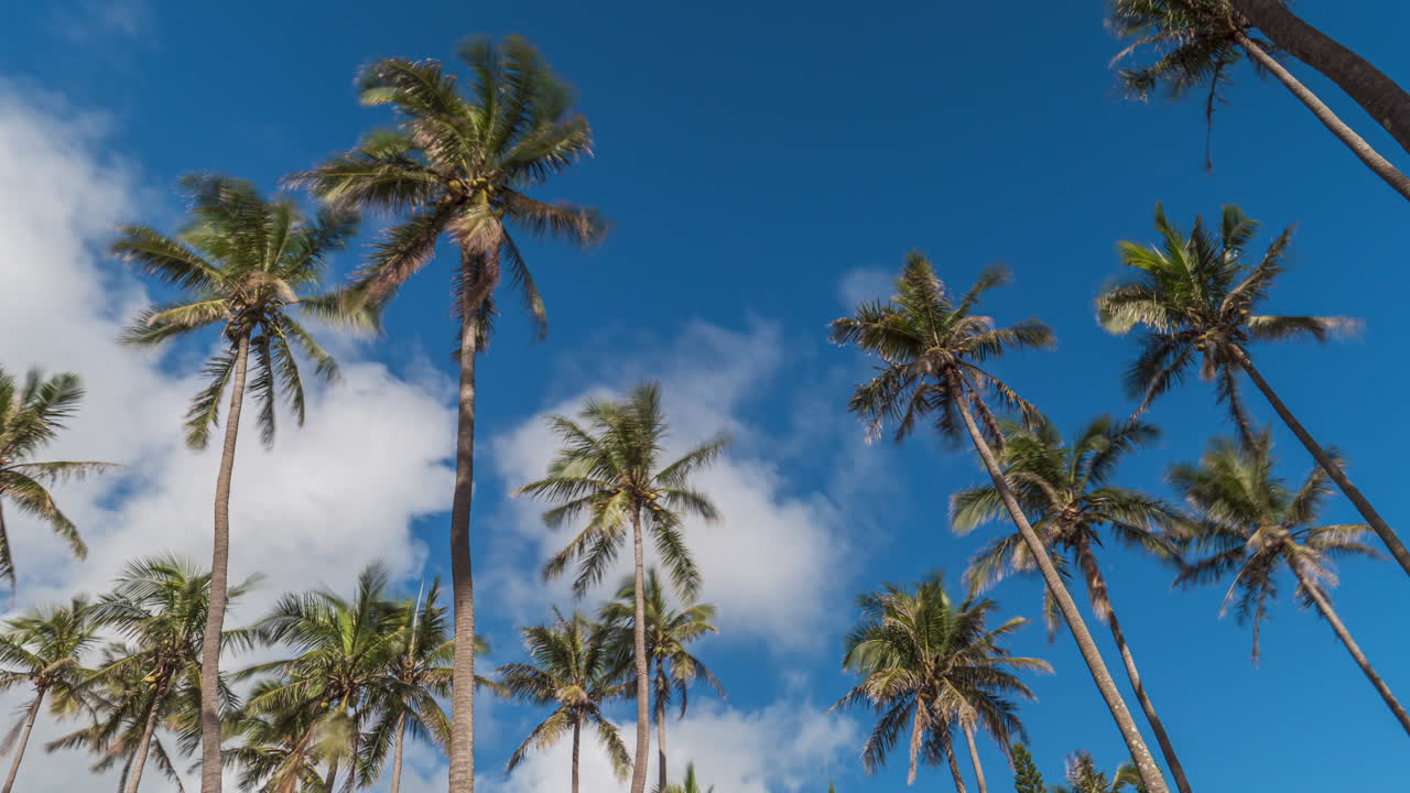 A cloudscape above the coconut trees as if watching the sky from a tropical beach paradise - time lapse