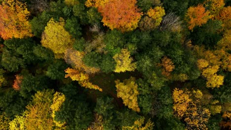 Drohne-Von-Oben-Nach-Unten-Rotierender-Spin-über-Leuchtend-Gelben-Und-Orange-goldenen-Blättern-Mit-Kiefern