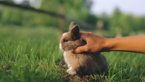 Hand-Haustiere-Baby-Kaninchen-Holland-Lop