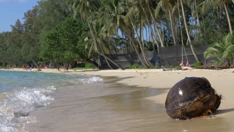 washed up coconut on a tropical beach in thailand and person on a swing in the background