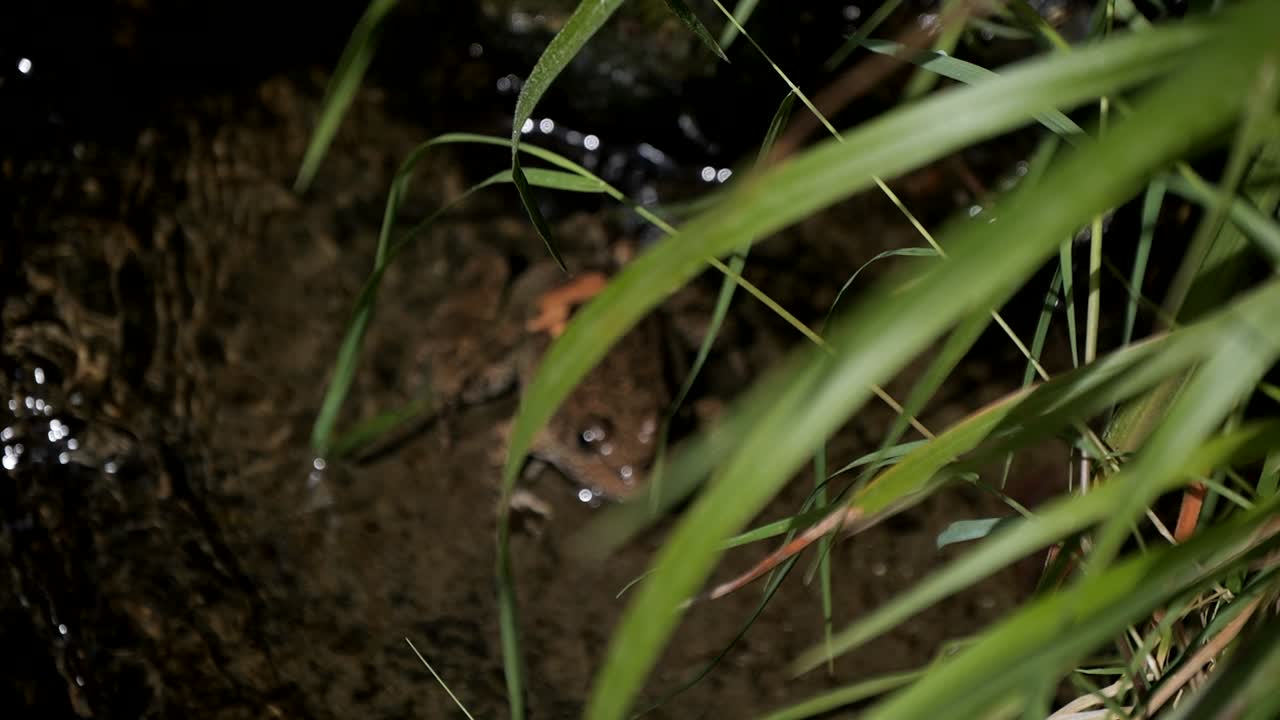 Rack focus from leaves to reveal a frog resting in the shallow river