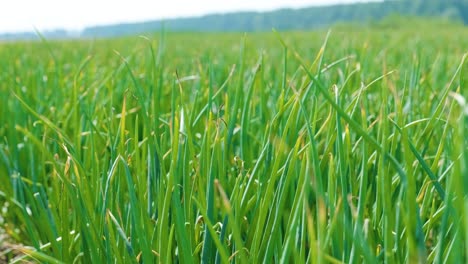 cebollas verdes creciendo en la tierra, agricultura orgánica, filas en el campo. cebolla verde germinada de cerca