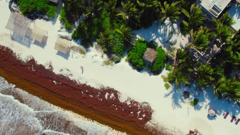 Imágenes-De-Drones-De-La-Playa-De-Arena-Blanca-En-Tulum-Mexico-Fuera-De-Un-Resort-De-Lujo-Con-Exuberantes-Palmeras-Verdes