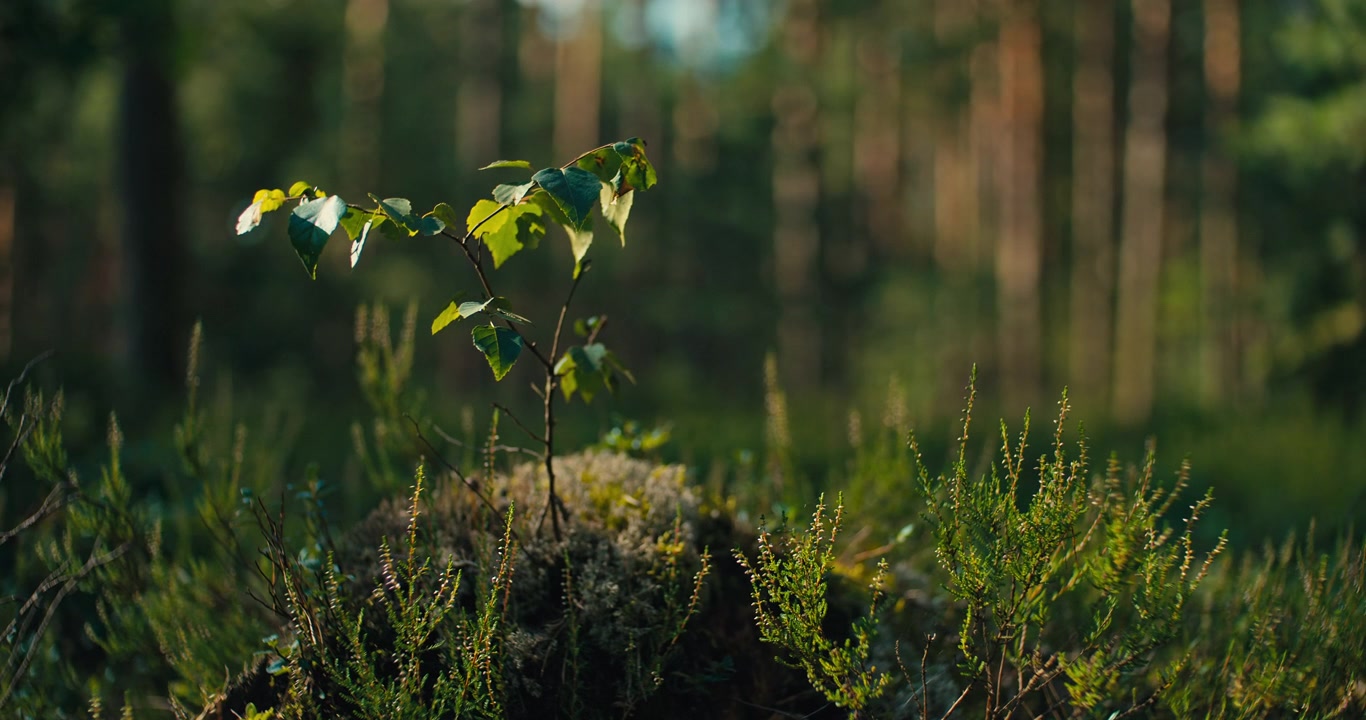 Hidas panorointi nuoresta puusta, joka kasvaa sammalpeitteisestä metsänpohjasta aurinkoisessa mäntymetsässä. Lämmin luonnonvalo luo rauhallisen metsätunnelman.