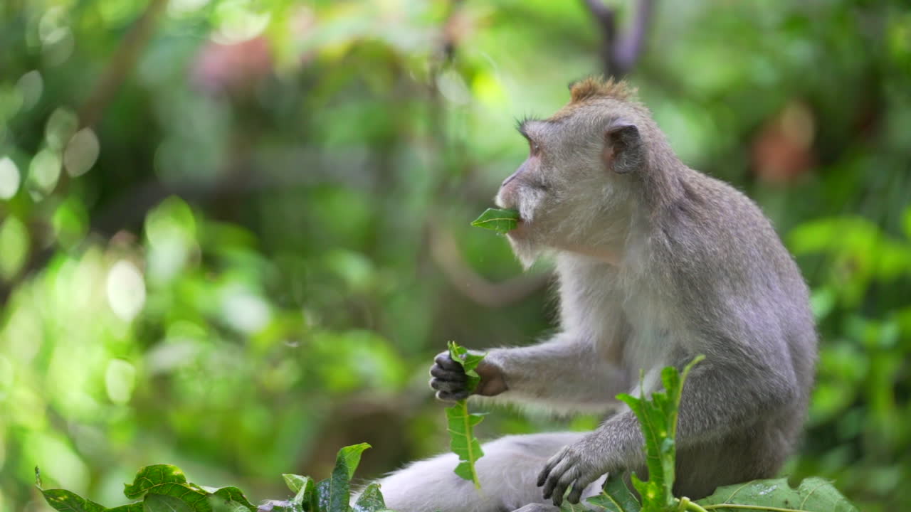 Monkey in green forest eating food