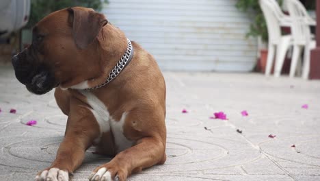 boxeador tranquilo y aburrido perro sentado y mirando a su alrededor, mientras bosteza en el patio de su casa