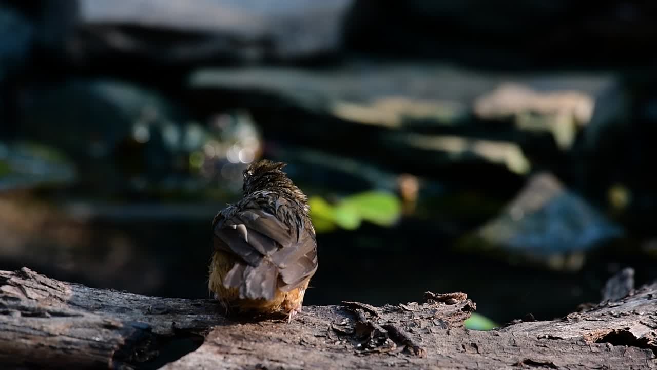 The Abbot’s Babbler is found in the Himalayas to South Asia and the Southeast Asia