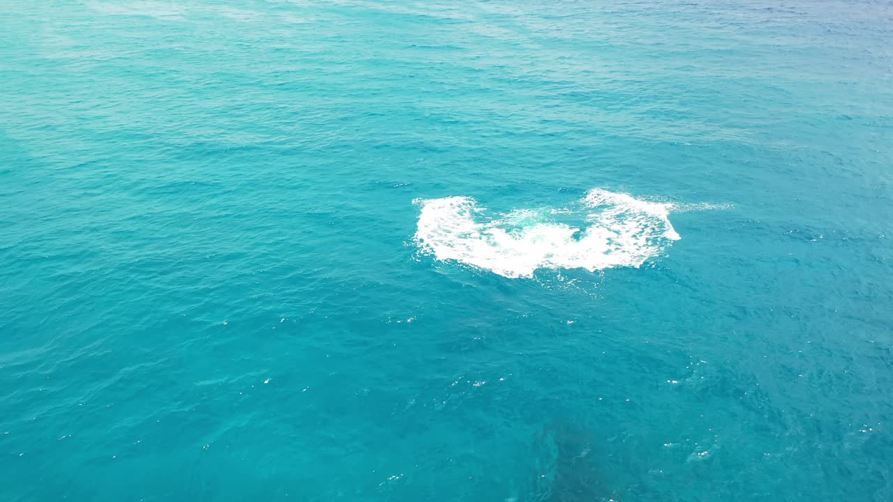 쿡 제도 - 라로통가 고래 관찰 13