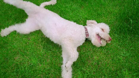 white dog lying on green grass. dog holding ball in mouth. white poodle resting