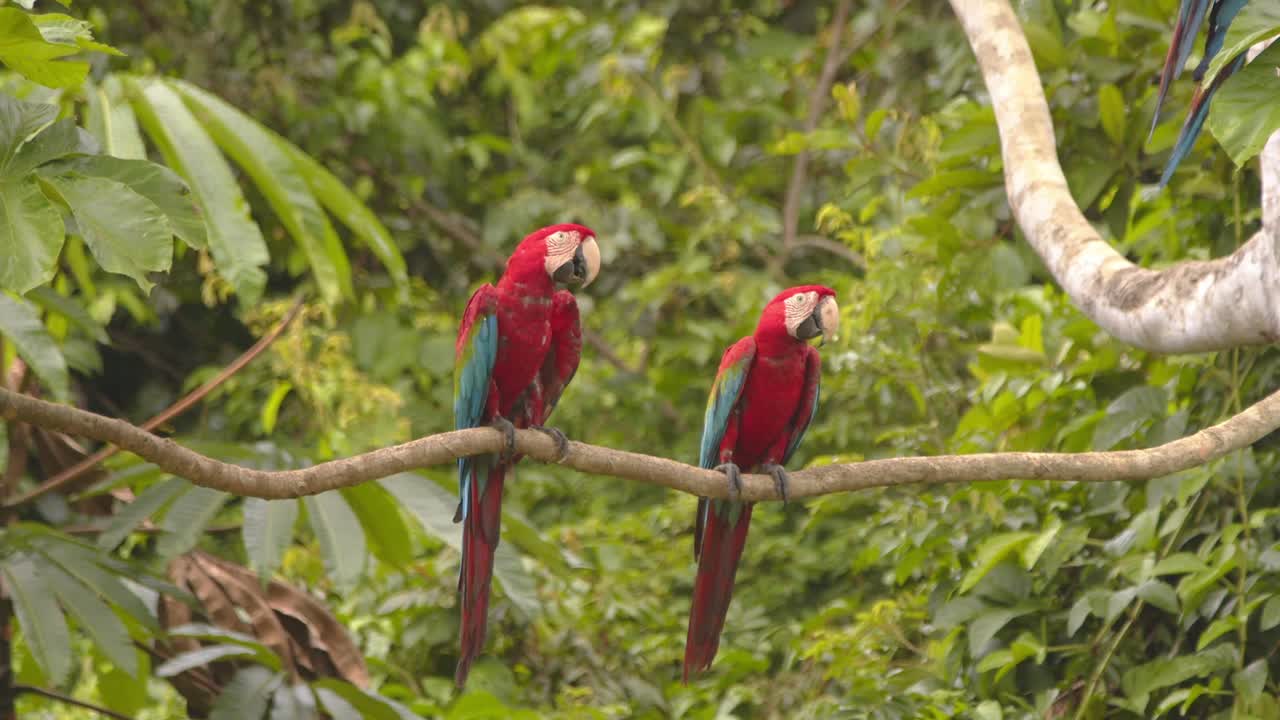 Pair of Green Winged Macaws perched together on branch in the Peruvian rainforest canopy, Parrot pair romance