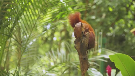 Süßes-Rotes-Eichhörnchen-Auf-Einem-Ast,-Das-Sich-Selbst-Kratzt,-Tiere-Und-Natur