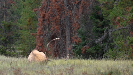 bull elk scratches self during rut in canadian wilderness, long shot