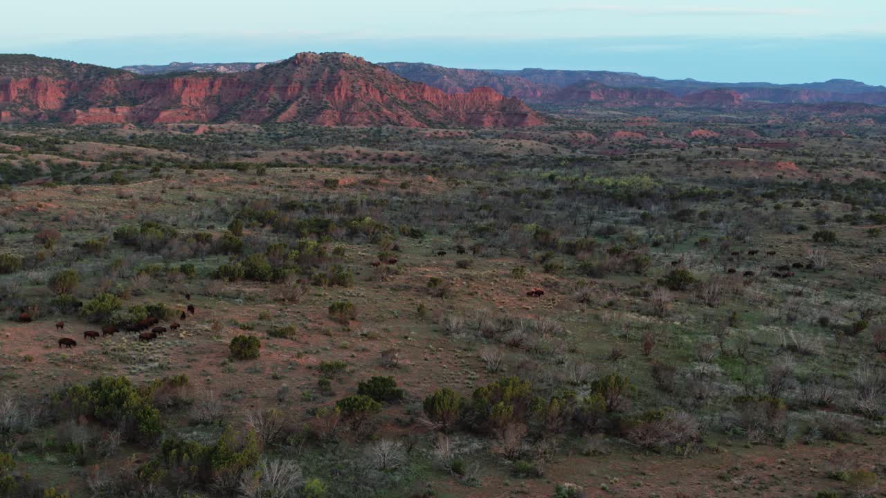 manada de bisontes corriendo por un cañón al atardecer