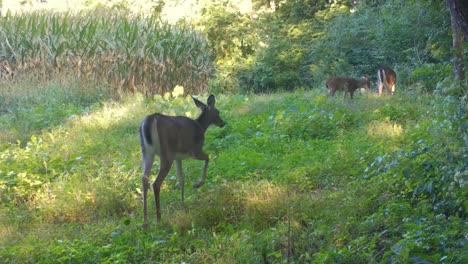 Venado-De-Cola-Blanca-Con-Sus-Crías-Comiendo-Rábanos-Silvestres-Cerca-De-Un-Campo-De-Maíz-En-El-Medio-Oeste-A-Principios-De-Otoño