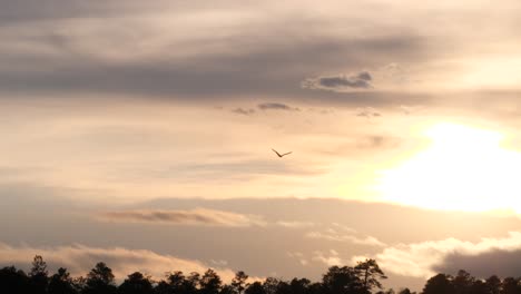 an osprey flies into the sun catching the golden light