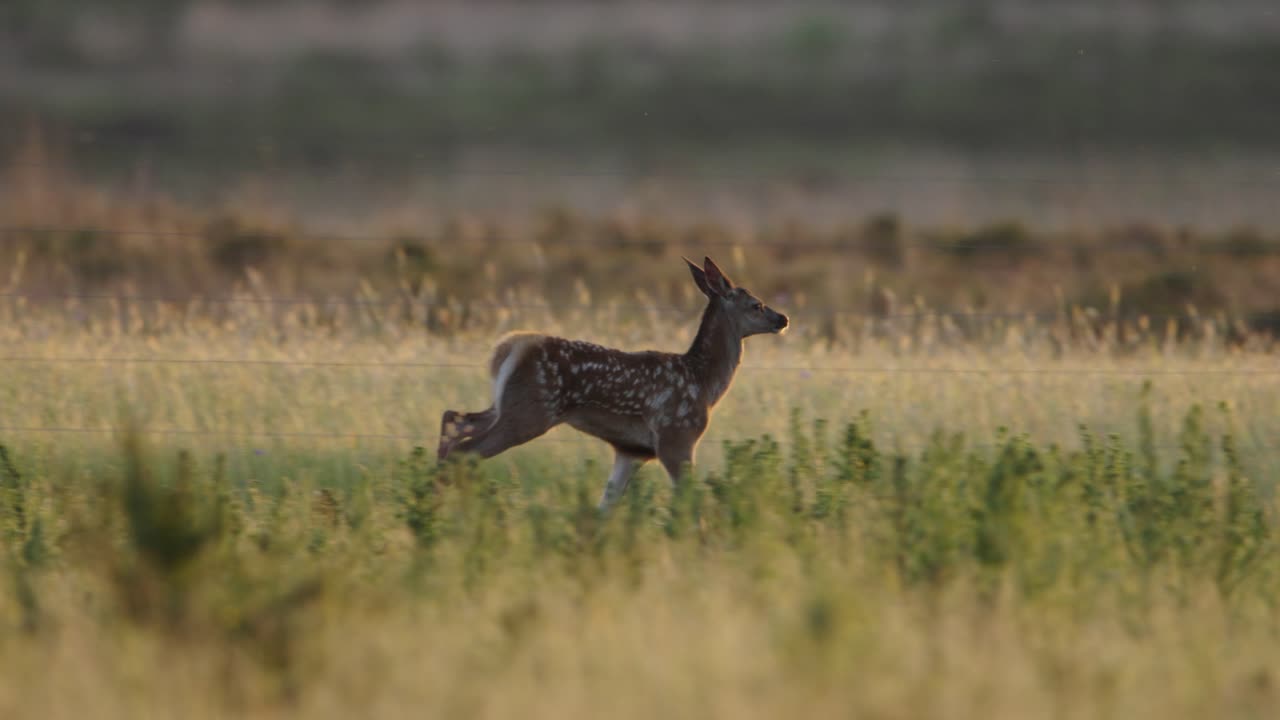 disparo medio de un joven ciervo corriendo a través de un campo de granja dorado durante la hora dorada, cámara lenta
