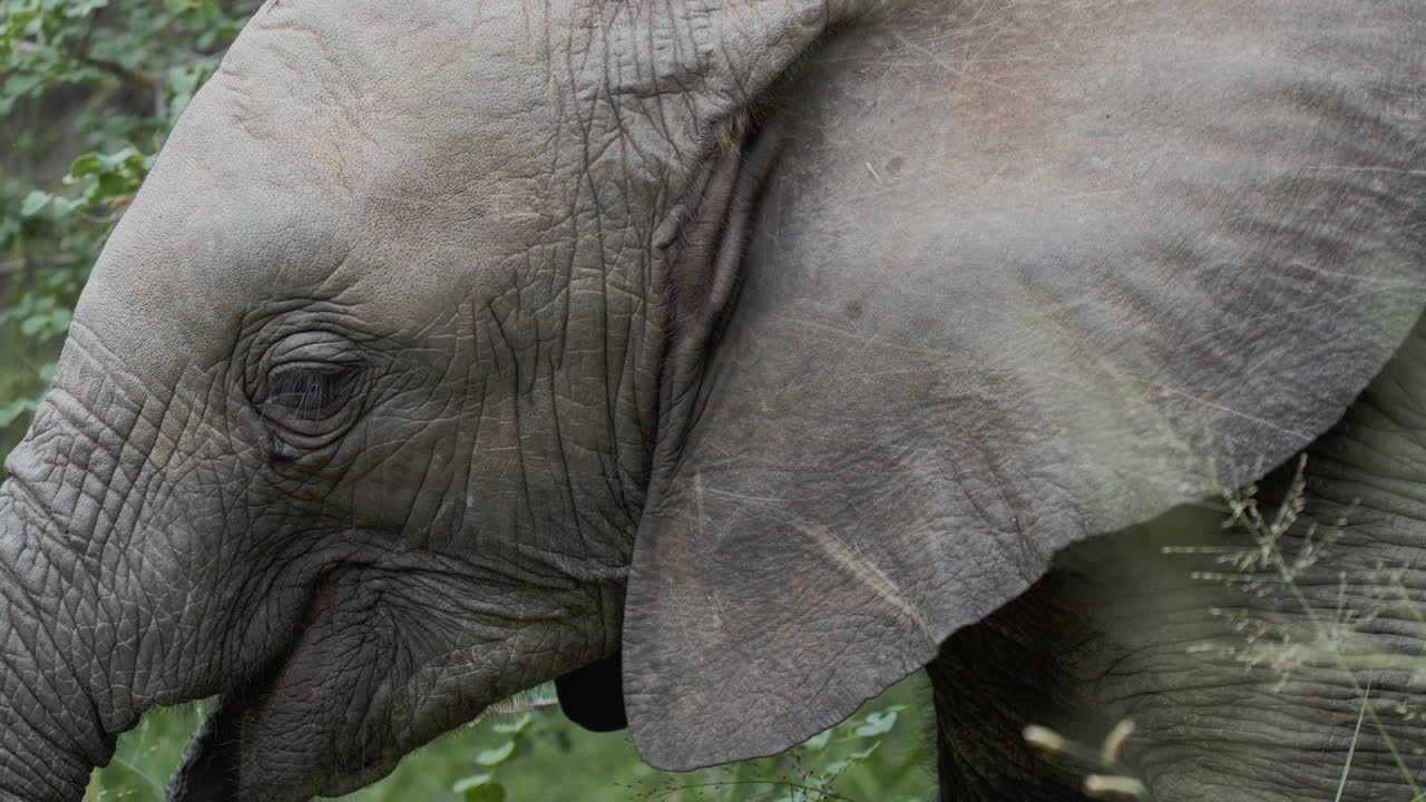 Elephant Skin Texture Close-up