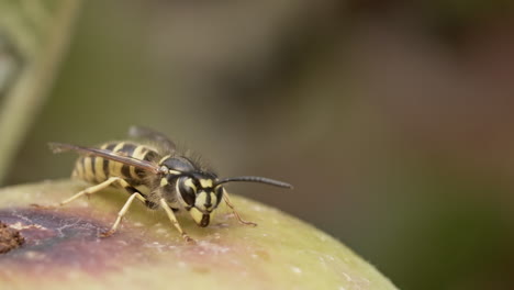 Mittlere-Nahaufnahme-Einer-Wespe,-Die-Beim-Lesen-Davonfliegt,-Wespe-Sitzt-Auf-Einem-Apfel