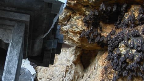los murciélagos vuelan dentro y fuera de una cueva del templo en bali, indonesia