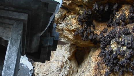 bats fly in and out of a temple cave in bali indonesia