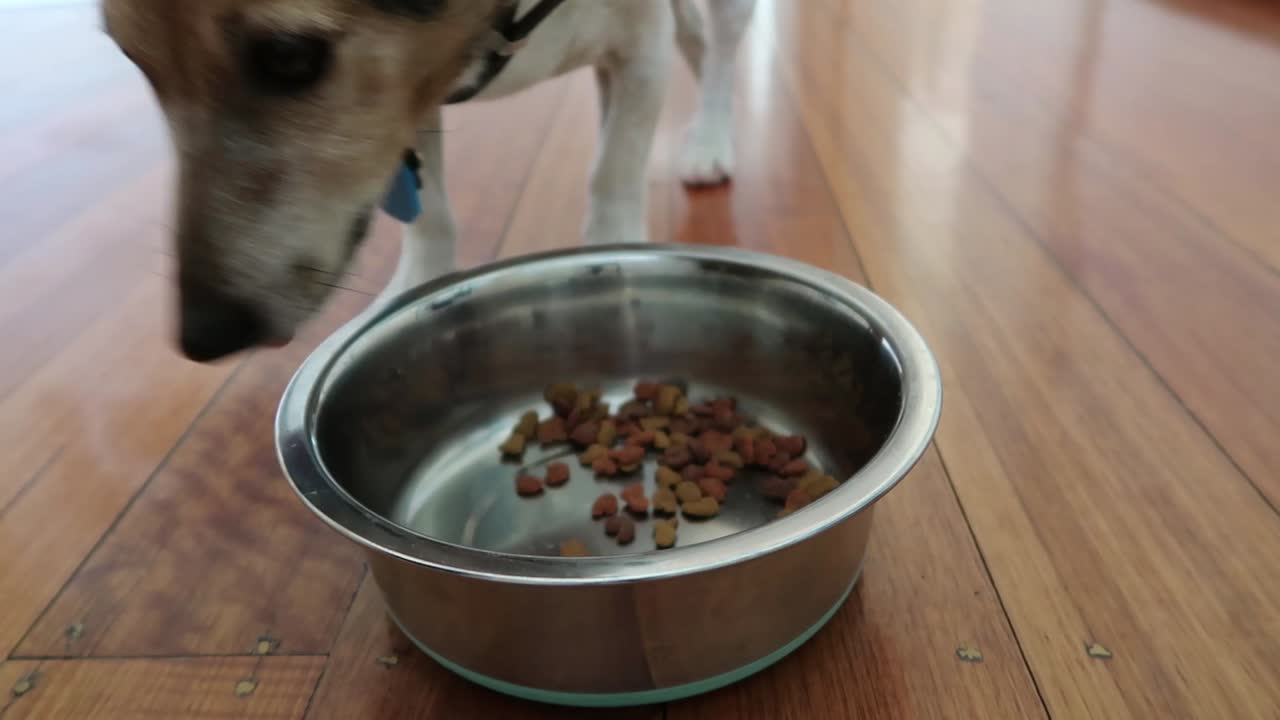 Jack Russell dog eating dry dog food from a stainless steel bowl