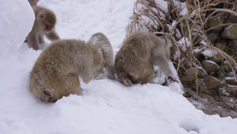 macaca fuscata, snow monkey japanese macaques foraging in snow