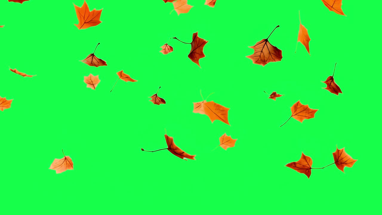 Video 4K di foglie autunnali trasparenti, green screen