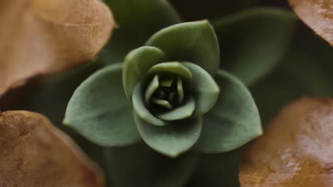 macro close up of a small green plant peaking through a pile of fallen orange leaves on a wet day