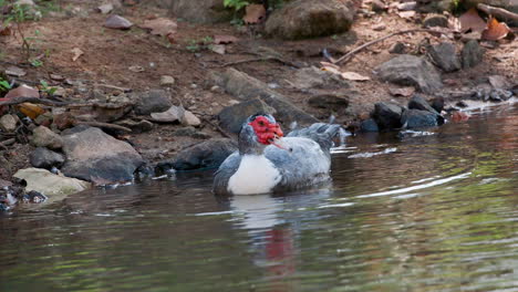 un pato real en el agua