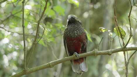 new zealand kaka parrot on the tree branch in the woodland of wellington, new zealand