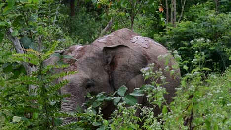 the asiatic elephants are endangered species and they are also residents of thailand