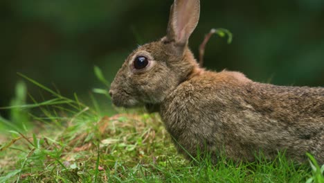 Close-up-profile-shot-of-wild-rabbit-grazing-in-verdant-grassy-area-of-woods