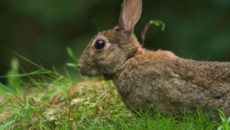 Nahaufnahme-Eines-Wildkaninchens,-Das-In-Einer-Grünen-Waldfläche-Weidet