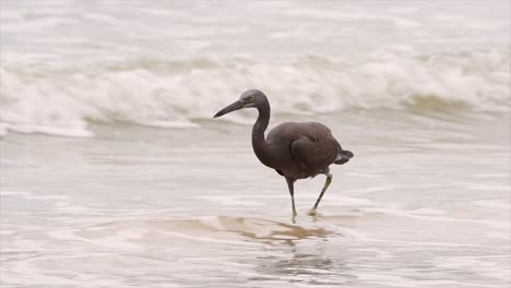 The-Pacific-Reef-Heron-can-be-found-in-different-oceanic-areas-in-Asia-and-can-be-difficult-to-identify-when-it-is-in-its-Light-Morph