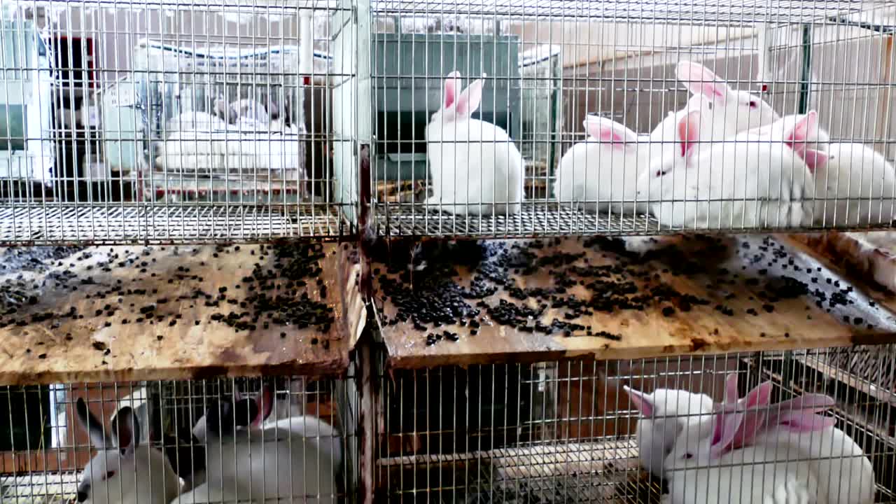 hermosos conejos en una granja en jaulas