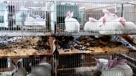 beautiful rabbits on a farm in cages