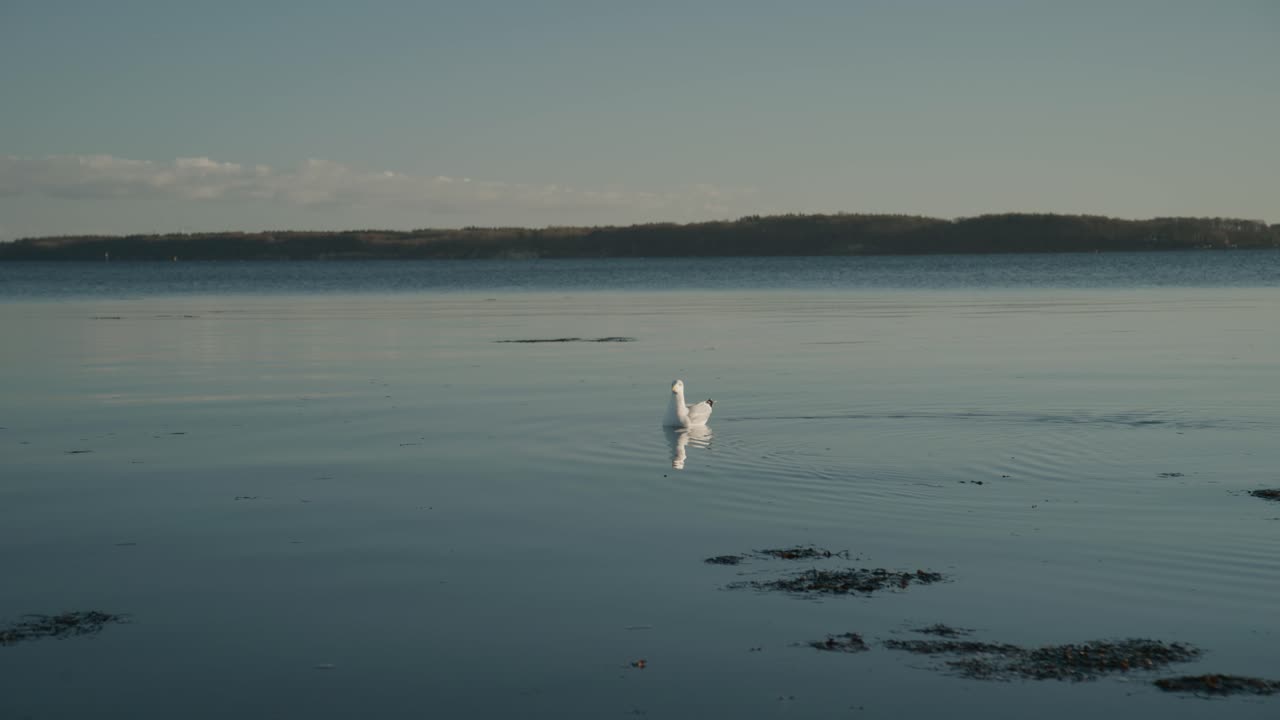 Gabbiano solitario che nuota su acqua calma. Scena costiera minimalista con riflessi lisci e un'atmosfera tranquilla e pacifica alla luce naturale del giorno.