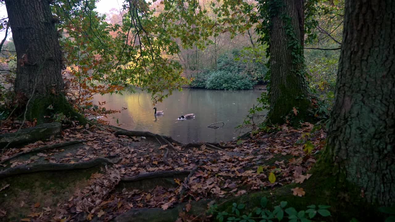 2 Canada Geese sat on a pond in early morning sun with one dunking its head looking through trees