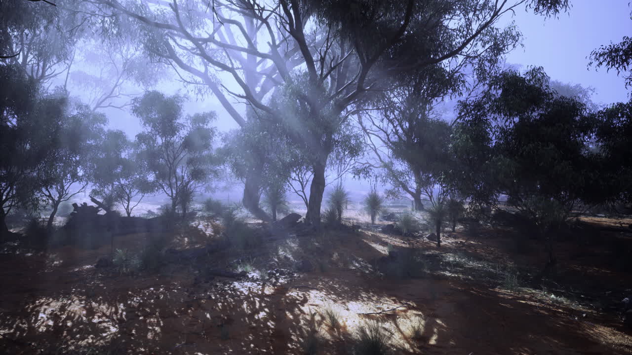 Mysterious forest illuminated by soft rays of sunlight in the morning