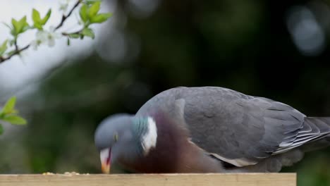 woodpigeon,  columba palumbus, on bird table. spring. uk