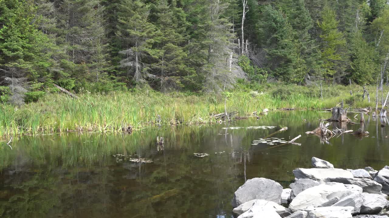 Breezy day landscape fallen tree clusters in calm body of water by rocks
