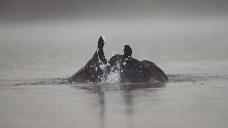 pájaros coot eurasiáticos luchando en el agua en cámara lenta