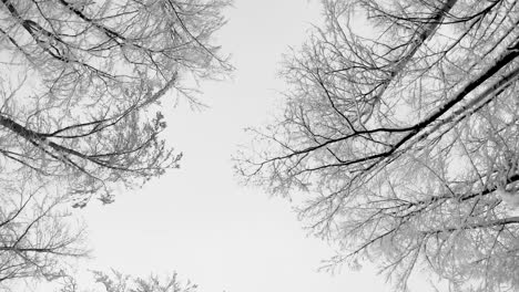 bosque nevado