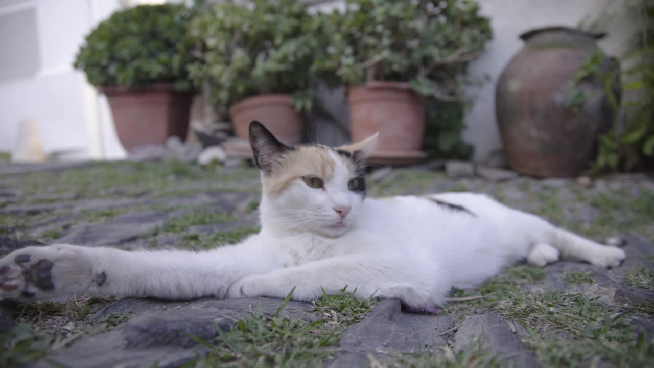 Wildcat napping in the floor, plants at the background, Spain, low angle shot