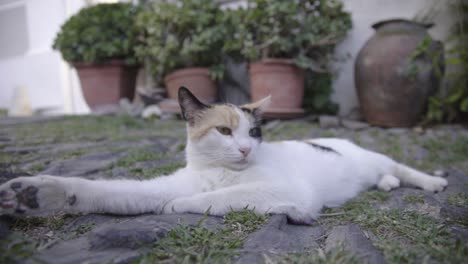 wildcat napping in the floor, plants at the background, spain, low angle shot