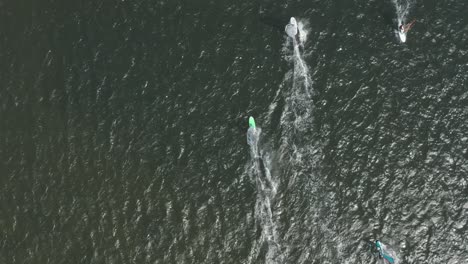 Drone---Aerial-top-shot-of-many-surfers-on-a-blue,-wavy-and-windy-sea-on-a-sunny-day,-30p